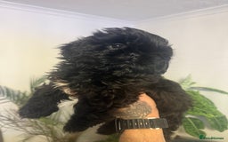 Shih Tzu dogs for sale: Shih Tzu (one boy left) - Image 2