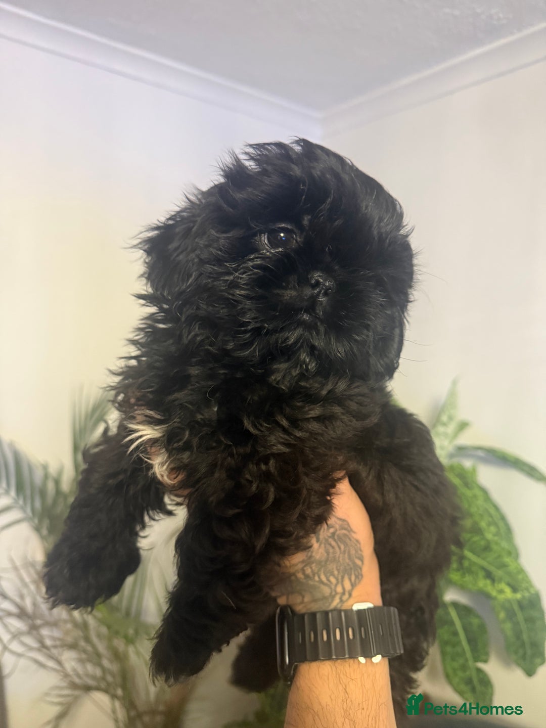 Shih Tzu dogs for sale: Shih Tzu (one boy left) - Image 2