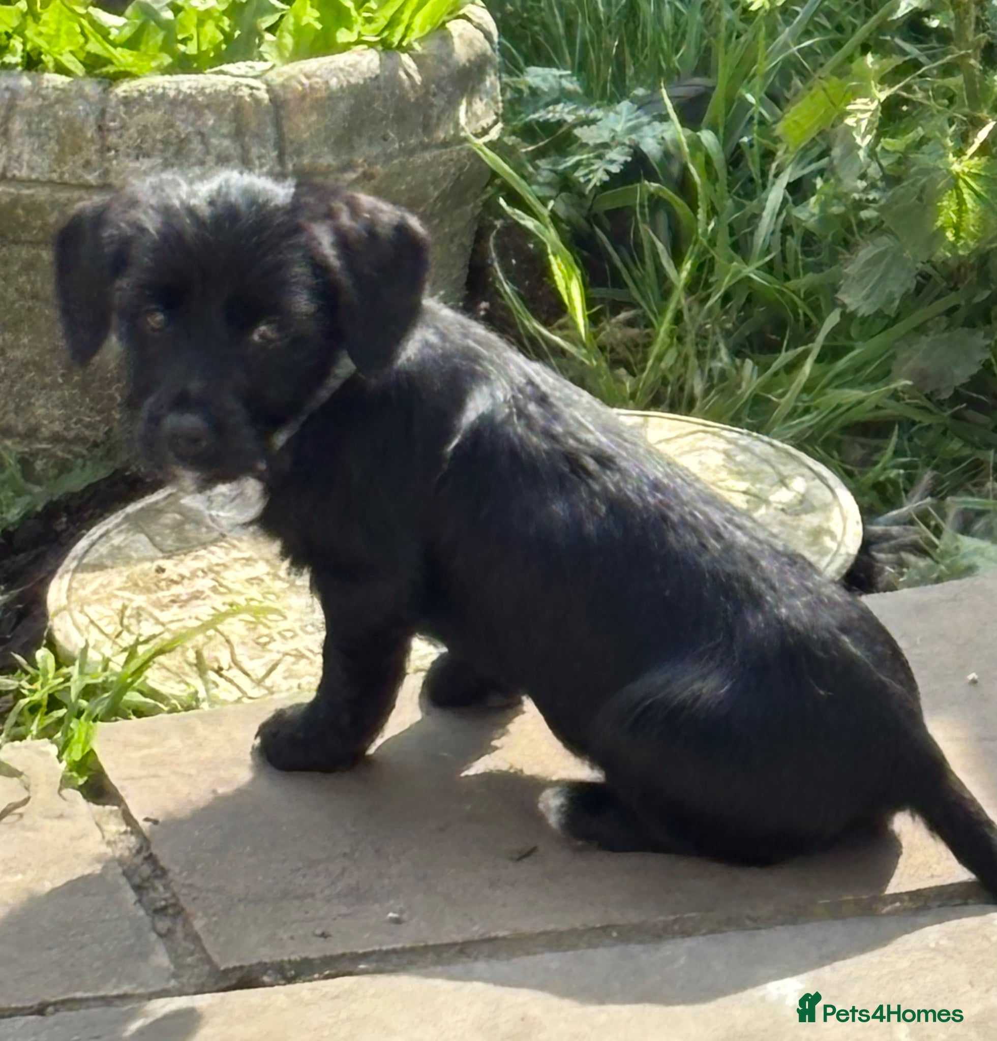 Mixed Breed dogs Dachshund cross Yorkshire terrier  - Advert 14