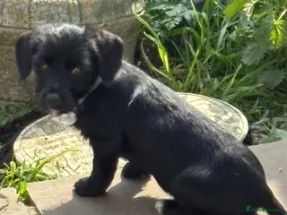 Mixed Breed dogs Dachshund cross Yorkshire terrier - Advert 4