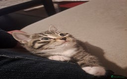 Mixed Breed cats for sale: Gorgeous kittens looking for their forever home.  - Advert 8