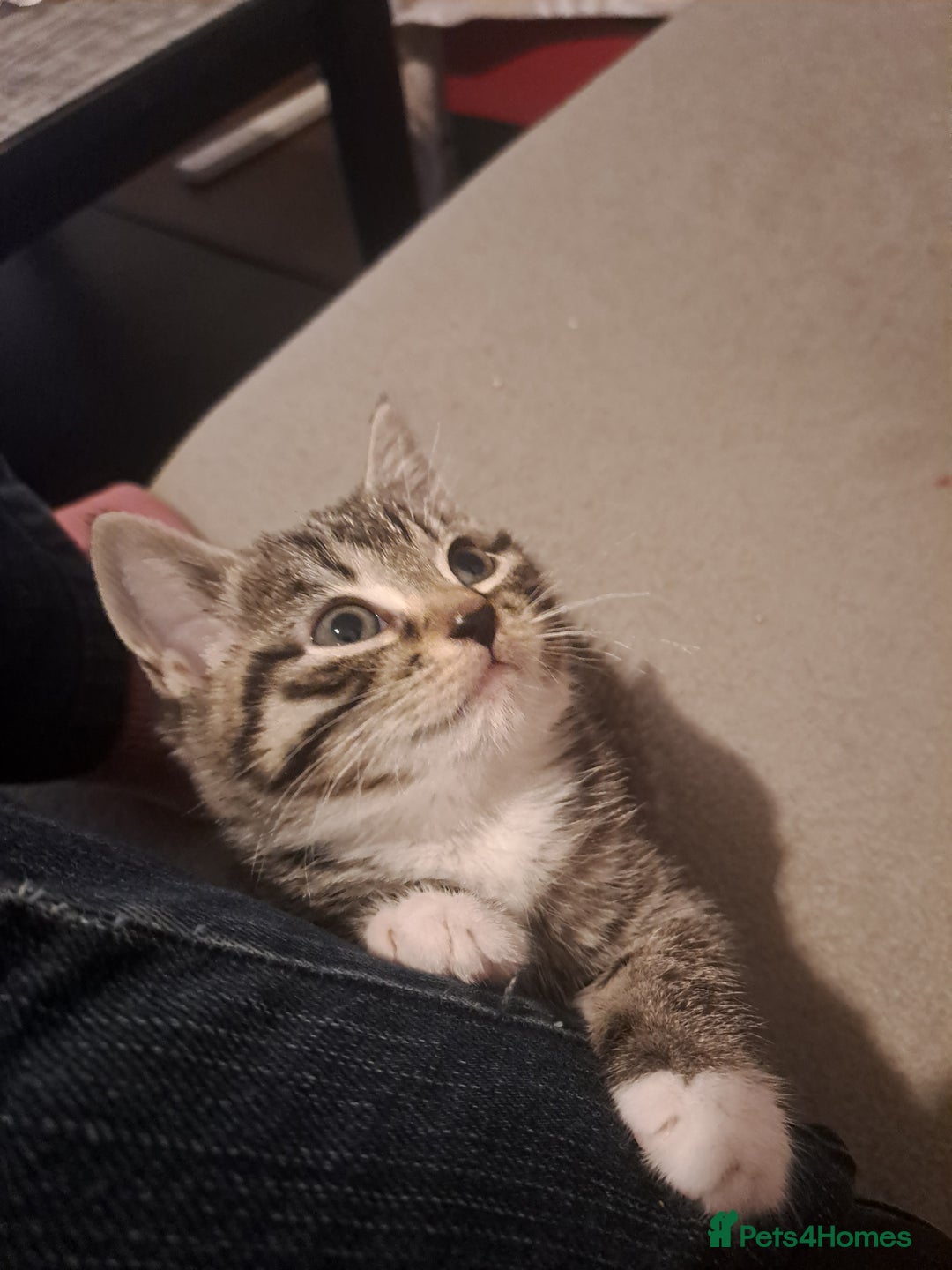 Mixed Breed cats for sale: Gorgeous kittens looking for their forever home.  - Advert 8