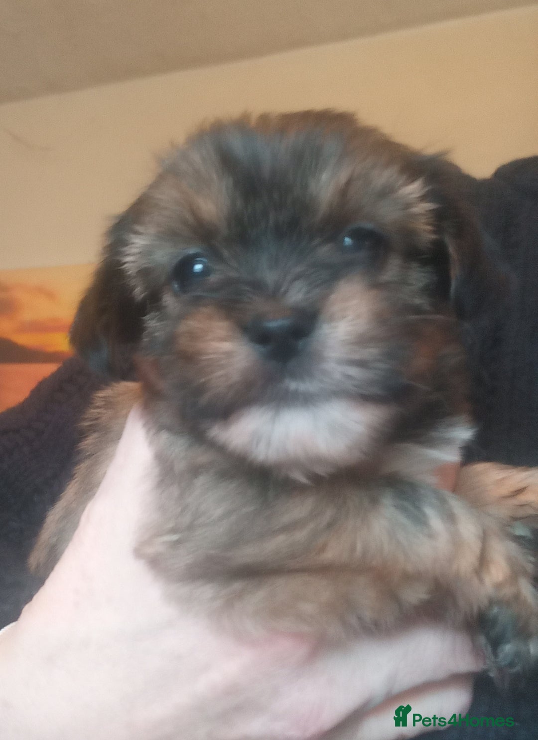 Shorkie dogs for sale: Beautiful shorkie babies  - Advert 19
