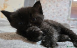 British Shorthair cats for sale: Kittens - Image 4