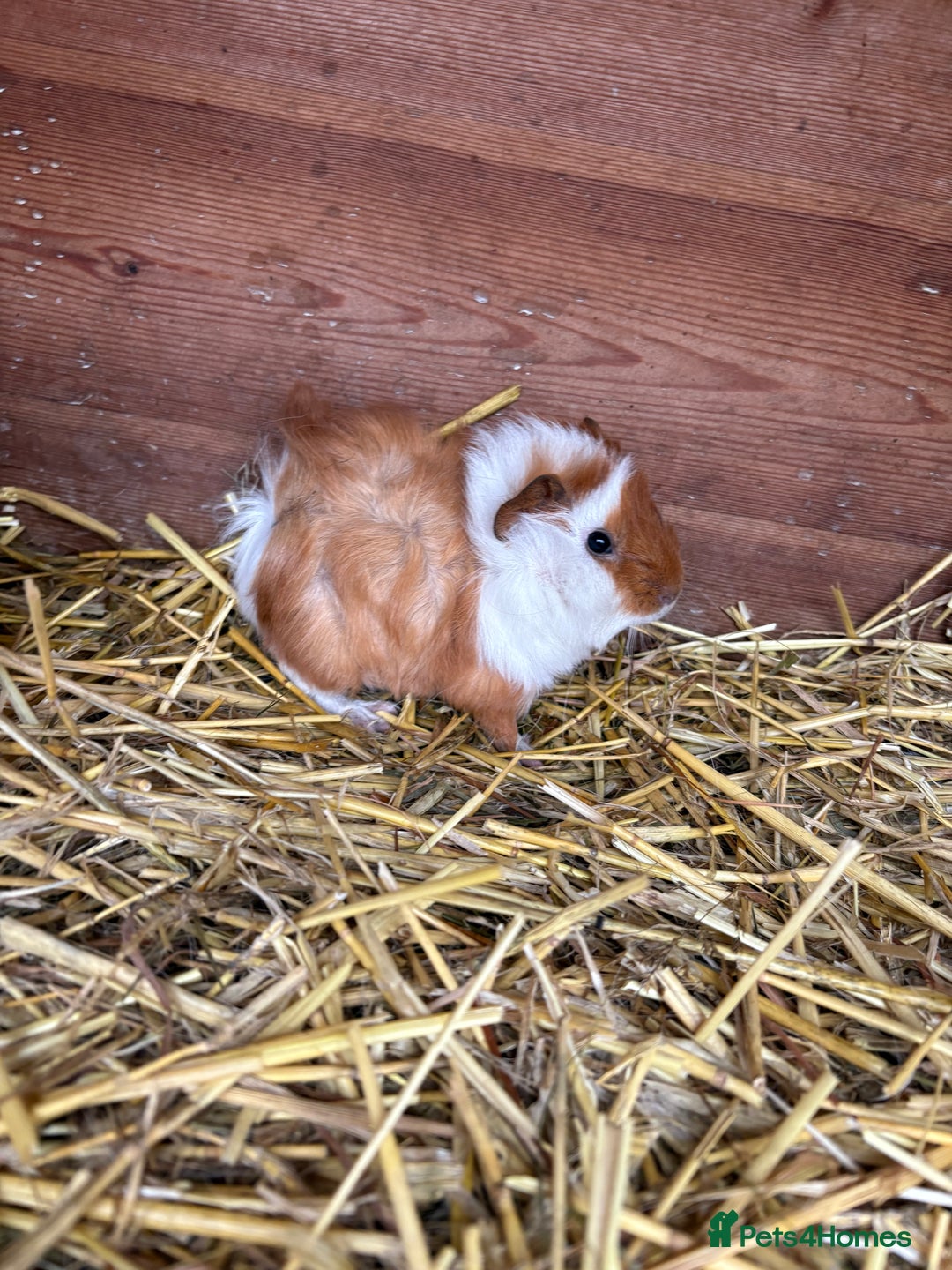 Guinea Pig rodents for sale: Baby guinea pig looking for loving home  - Advert 2
