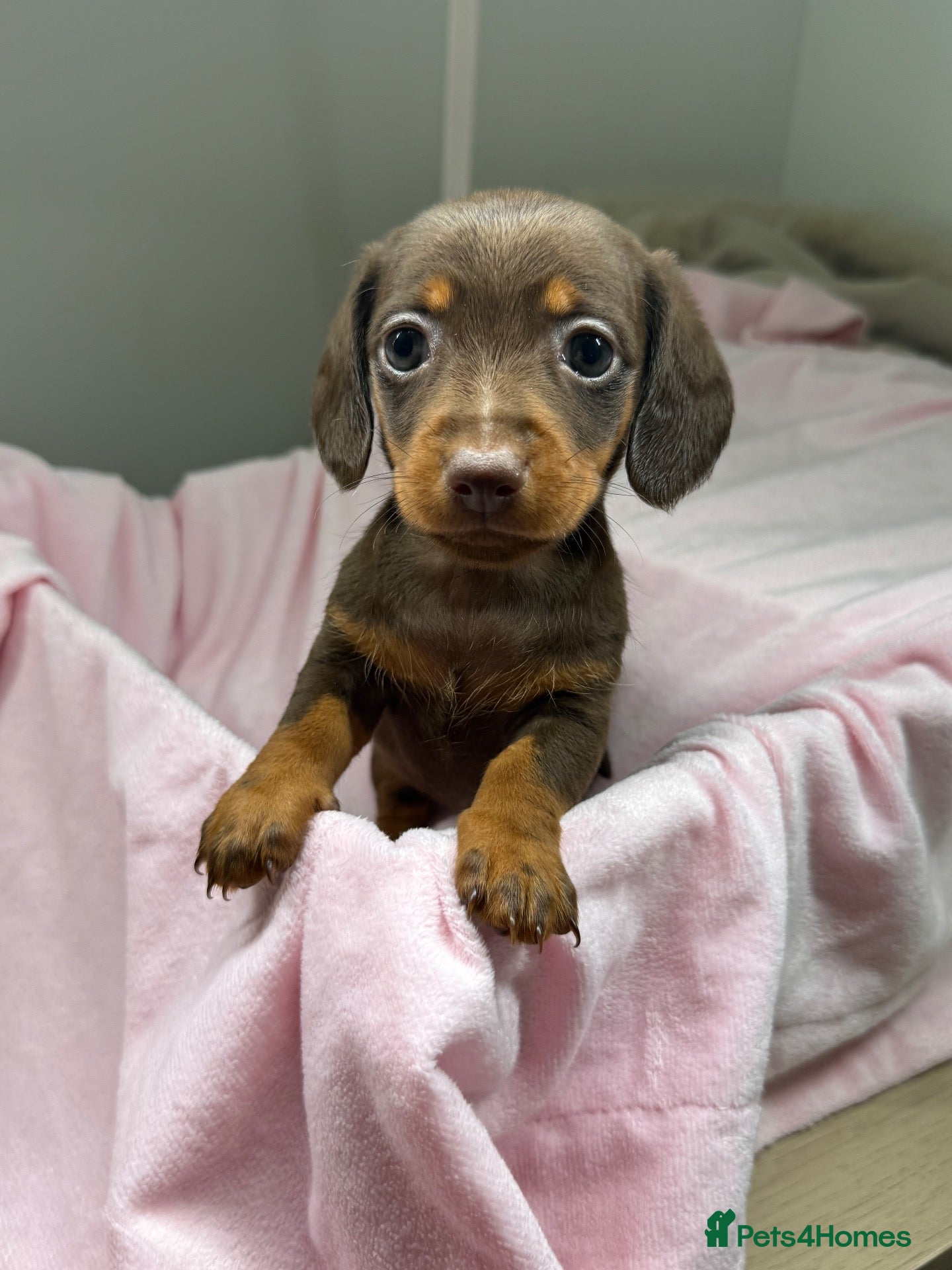 Dachshund dogs  Beautiful Miniature Dachshund Puppies 💖 - Advert 5