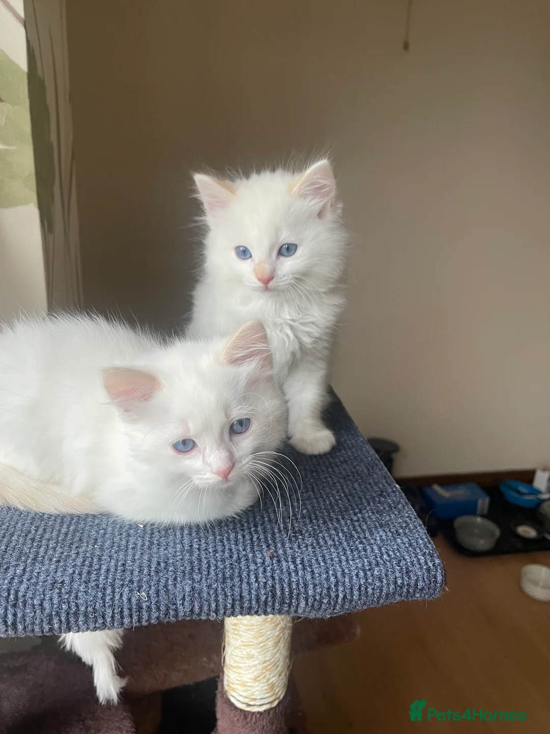 Ragdoll cats for sale: VERY RARE CREAM FLARE BICOLOUR RAGDOLL KITTEN - Advert 27