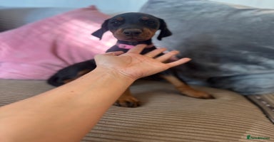 Dobermann dogs - Advert 2