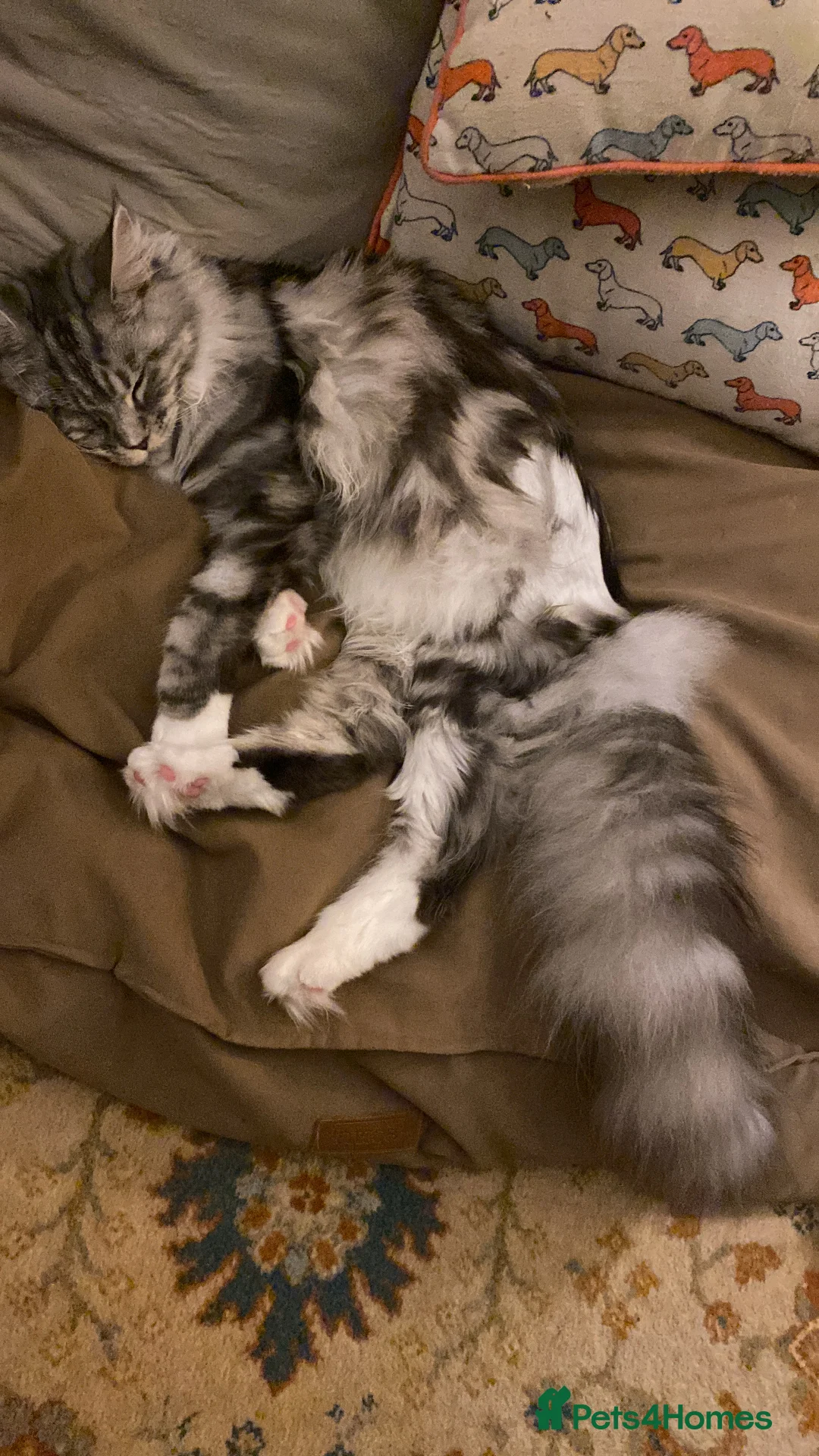 Maine Coon cats for sale: Female maincoon  in Fort William - Advert 2