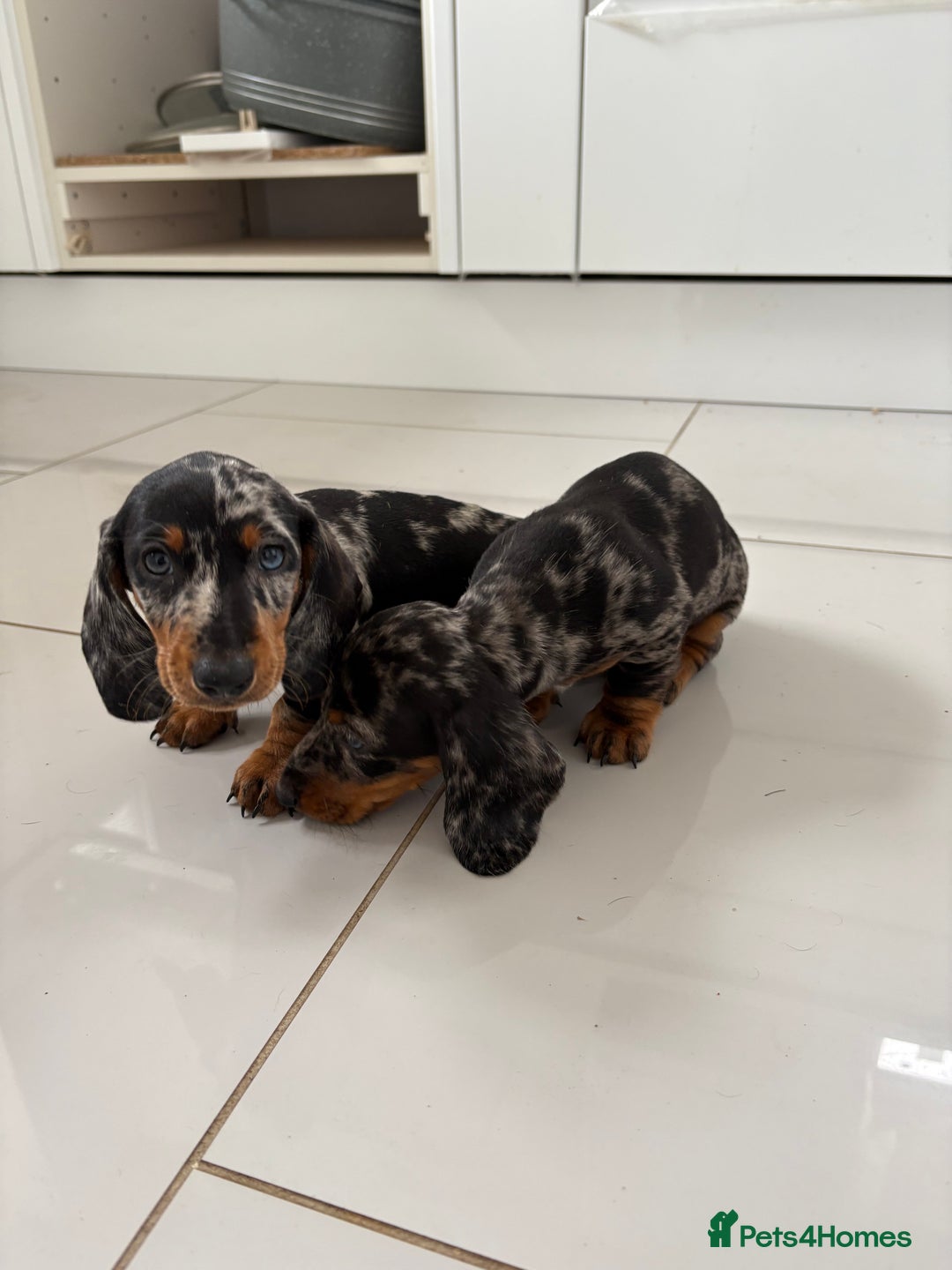 Miniature Dachshund dogs for sale: 3 Beautiful miniature dachshund pups - Advert 5