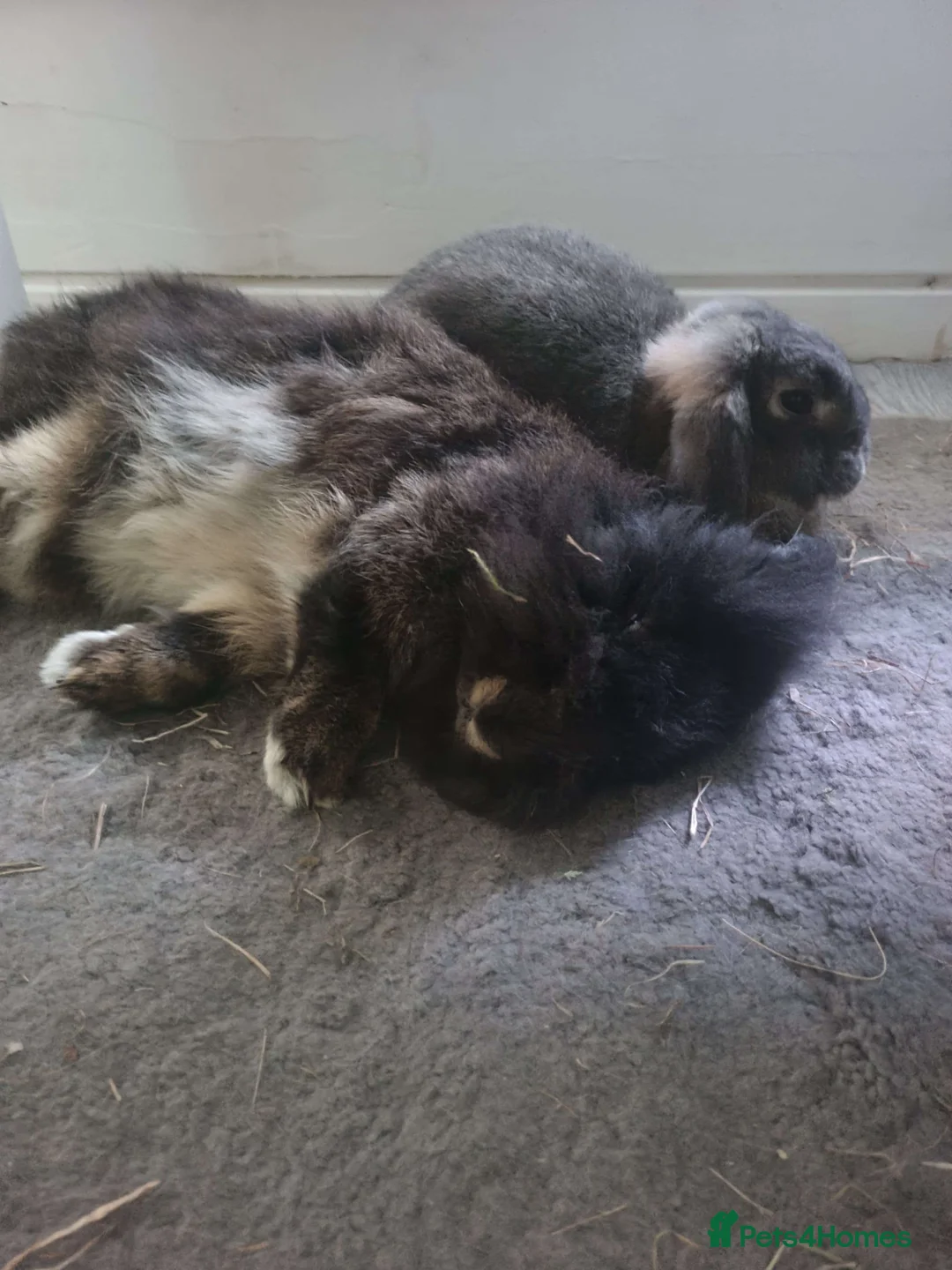 Mixed Breed rabbits for sale: BONDED PAIR- mini lop and lionhead - Advert 2