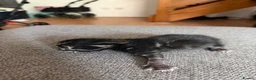 Mixed Breed cats for sale: Beautiful mixed breed kittens  - Advert 6