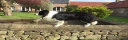 Border Collie dogs for stud: For stud. KC reg and proven.  in Brierley Hill - Advert 8