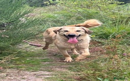 Mixed Breed dogs for adoption: Pettern - Norwich Norfolk  - Image 30