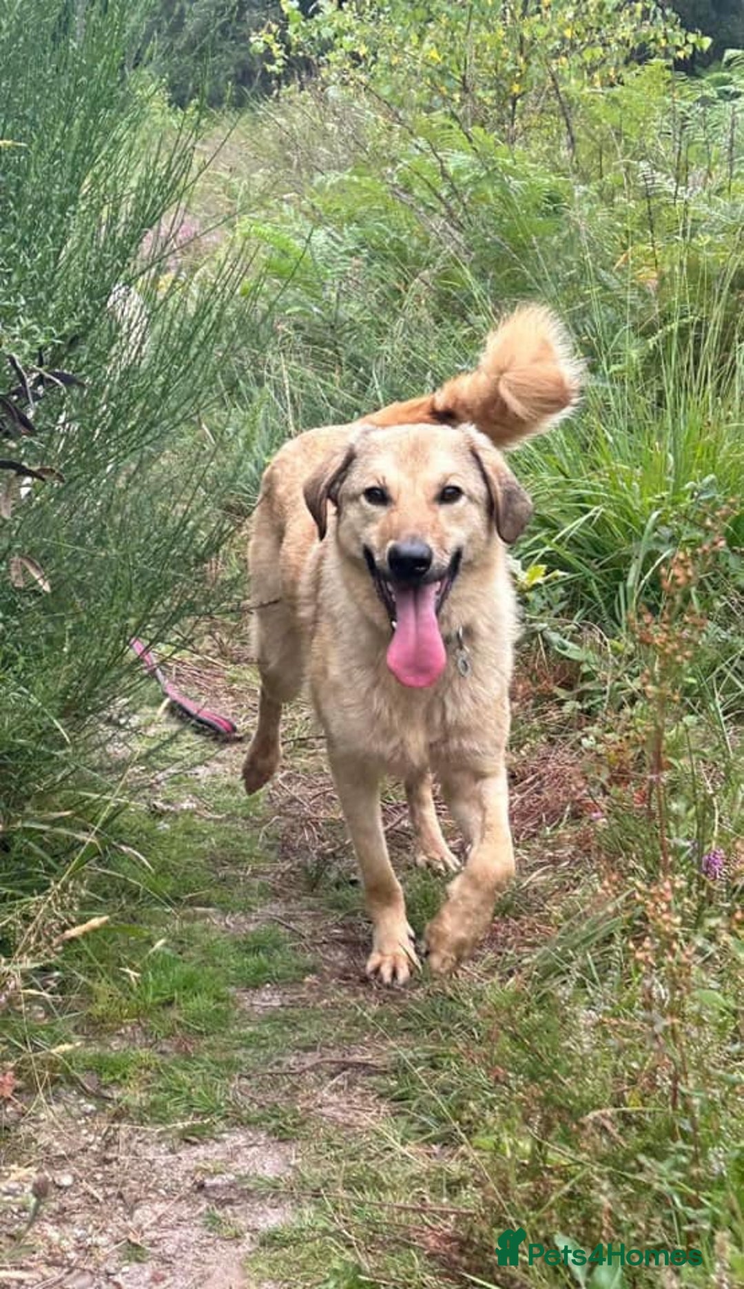 Mixed Breed dogs for adoption: Pettern - Norwich Norfolk  - Image 30