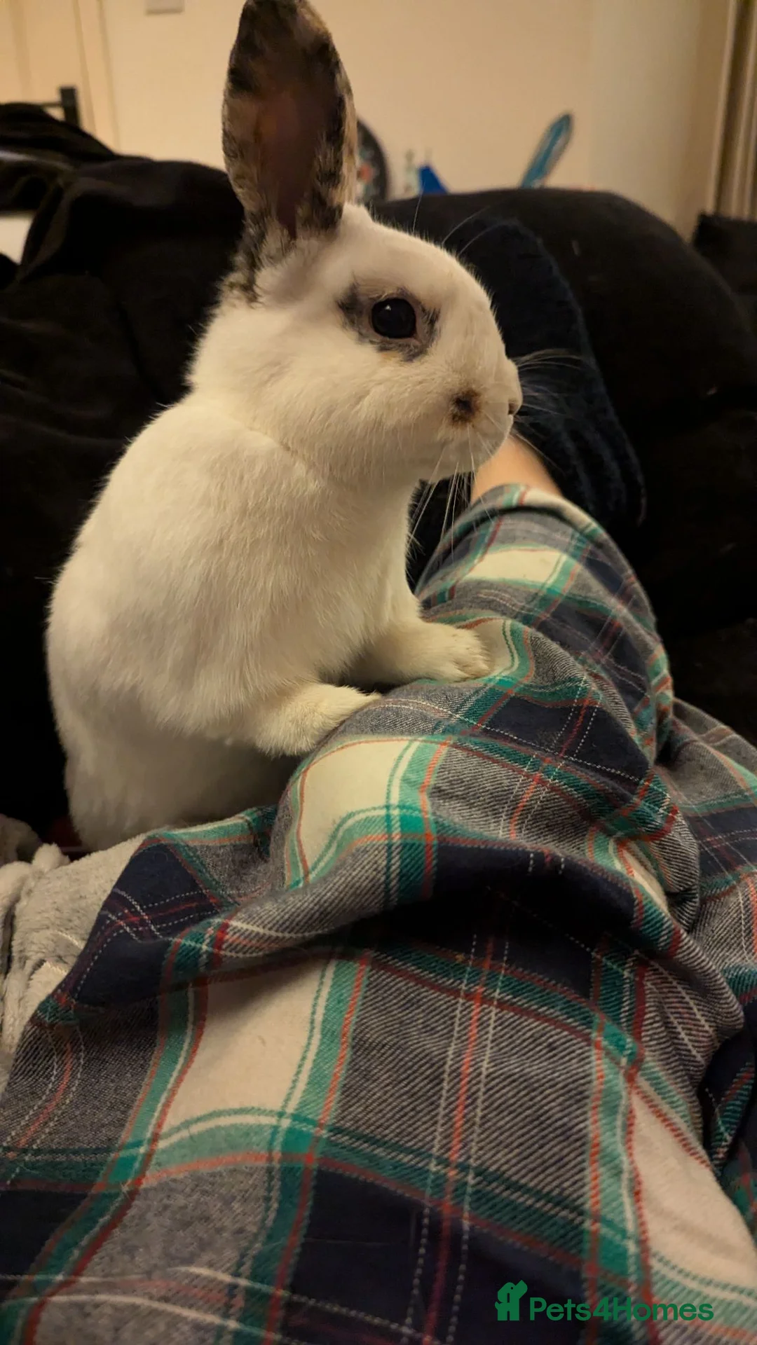 Mixed Breed rabbits for sale: Amazing Rabbit Needs New Home in Huntingdon - Advert 2