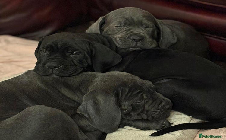 Cane Corso dogs - Advert 3