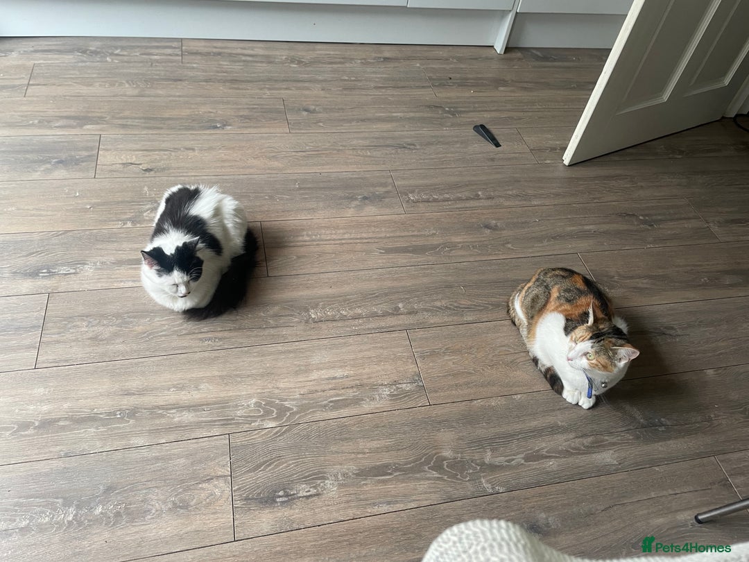 Domestic Shorthair cats for sale: Dojah (Calico) Fessor/Professor (cow cat)  - Image 5