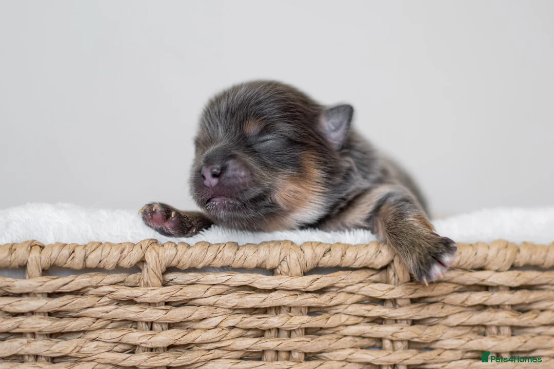 Pomeranian dogs for sale: KC Reg Pomeranians🐾Rare Colours🐾Licensed Breeder - Advert 9