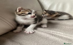 Mixed Breed cats for sale: Mixed kittens for sale  - Image 1