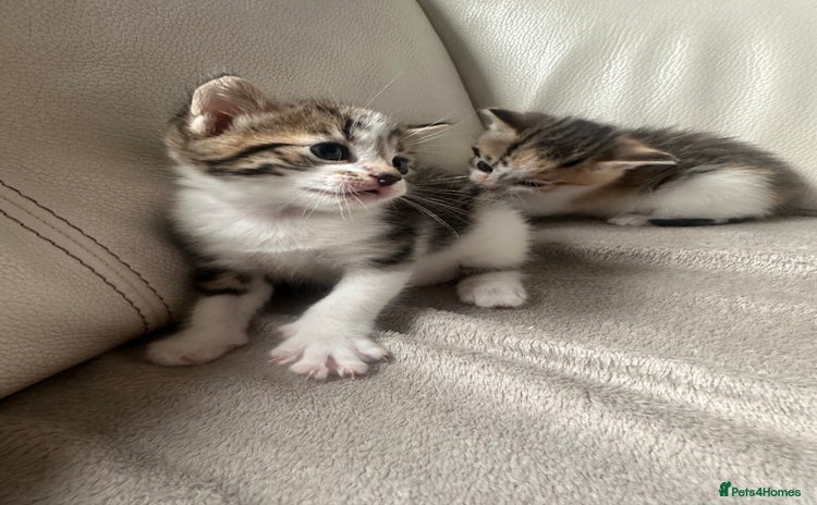 Mixed Breed cats - Advert 16