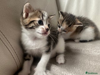 Mixed Breed cats - Advert 20