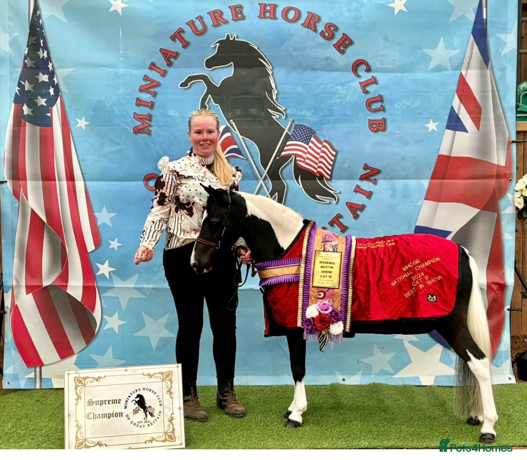 Miniature horses for sale: Kingswood After Dark Lady Marmalade - Advert 1