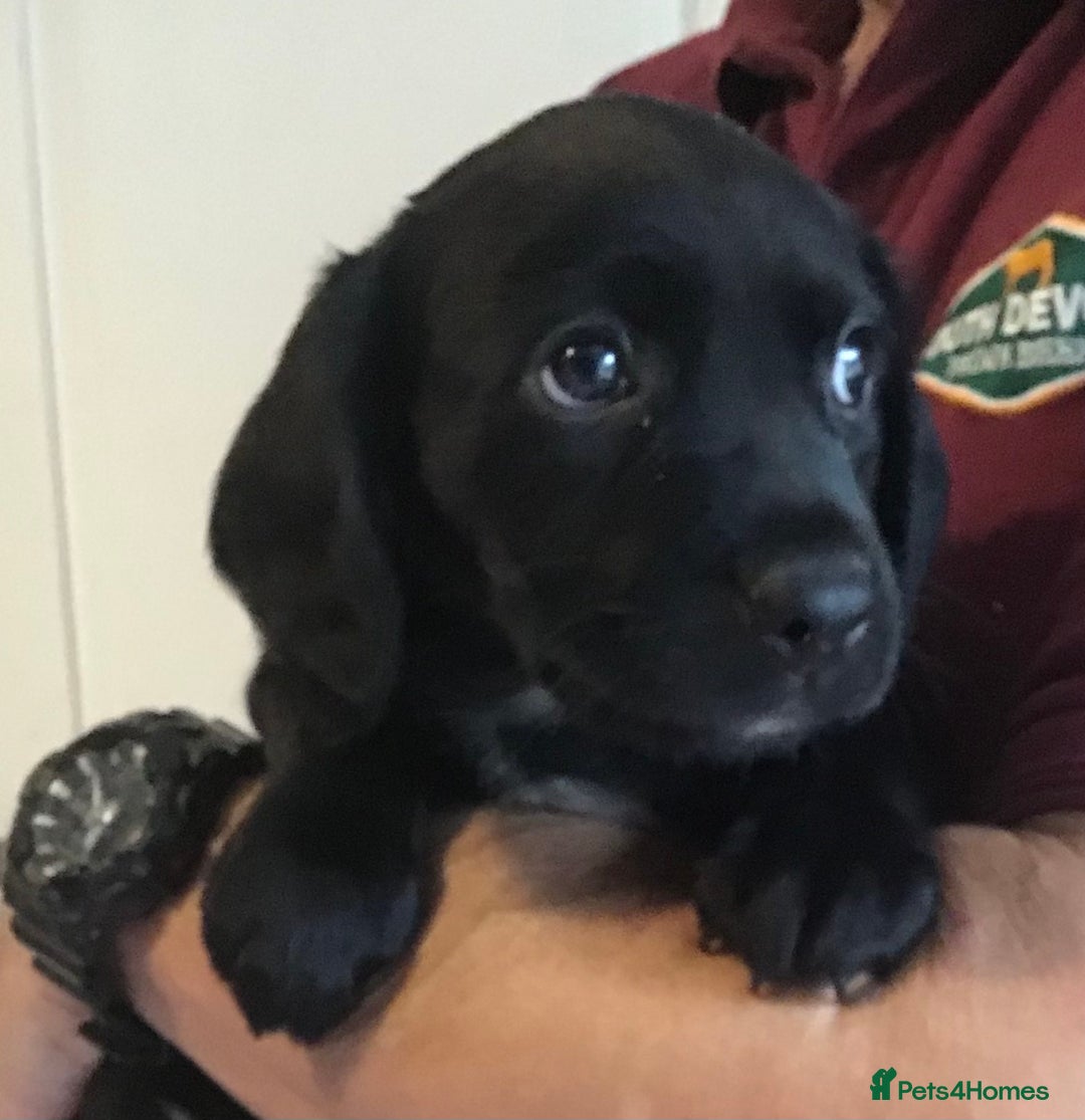 Cockerdor dogs for sale: Superb Quality Cockador Puppies, SHROPSHIRE  - Image 9