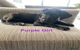 Great Dane dogs for sale: Gorgeous Black Great Dane Puppies - Image 2