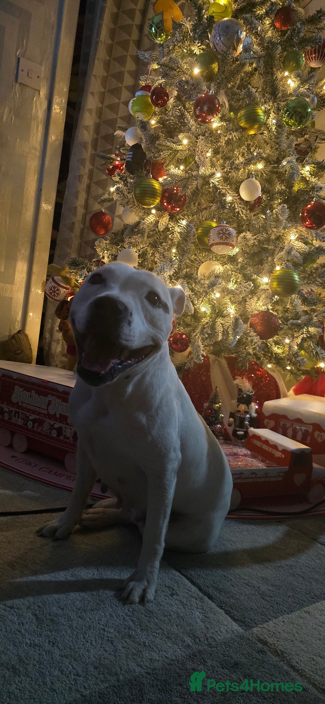 Mixed Breed dogs for sale: Olde english × staffie pups  - Advert 30