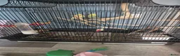 Budgerigars birds for sale: A pair of budgies  - Advert 2