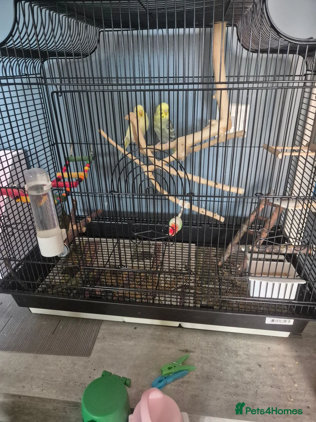 Budgerigars birds for sale: A pair of budgies  - Advert 2