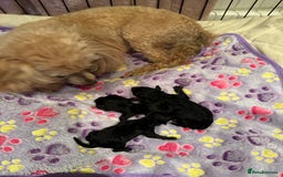 Toy Poodle dogs for sale: 3x Toy Poodle Pups - Image 2