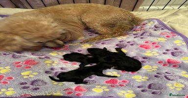 Toy Poodle dogs - Advert 11