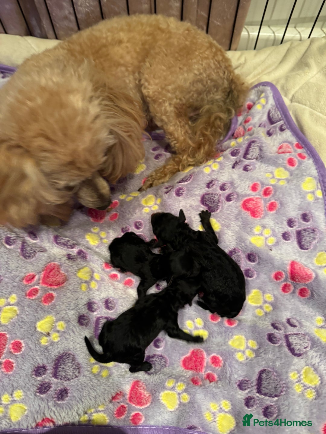 Toy Poodle dogs for sale: 3x Toy Poodle Pups - Image 2