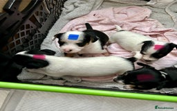 Mixed Breed dogs for sale: Jack Chi - Advert 1