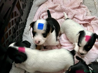 Mixed Breed dogs for sale: Jack Chi - Advert 1