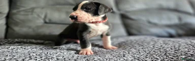 Great Dane 4