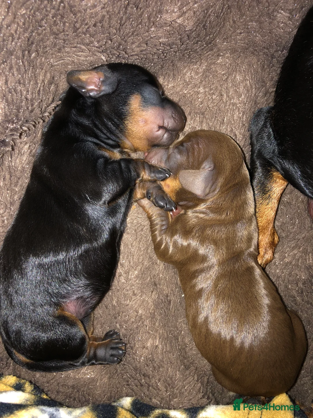 Miniature Dachshund dogs for sale: Beautiful dachshund for sale in Canterbury - Advert 2