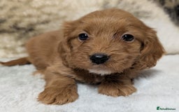 Cockapoo dogs for sale: Beautiful F1 Cockapoo puppies DNA clear  - Image 5