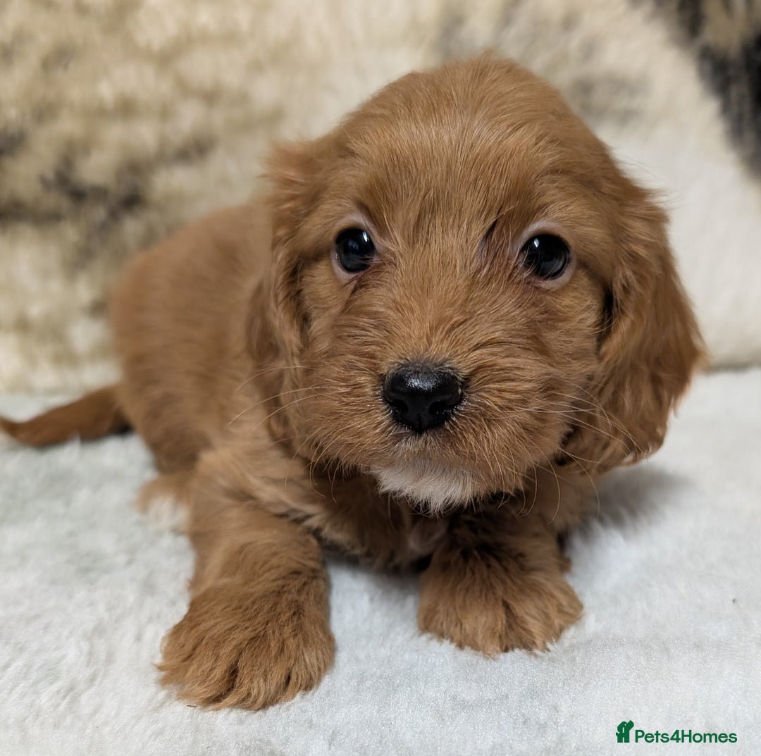 Cockapoo dogs for sale: Beautiful F1 Cockapoo puppies DNA clear  - Image 5