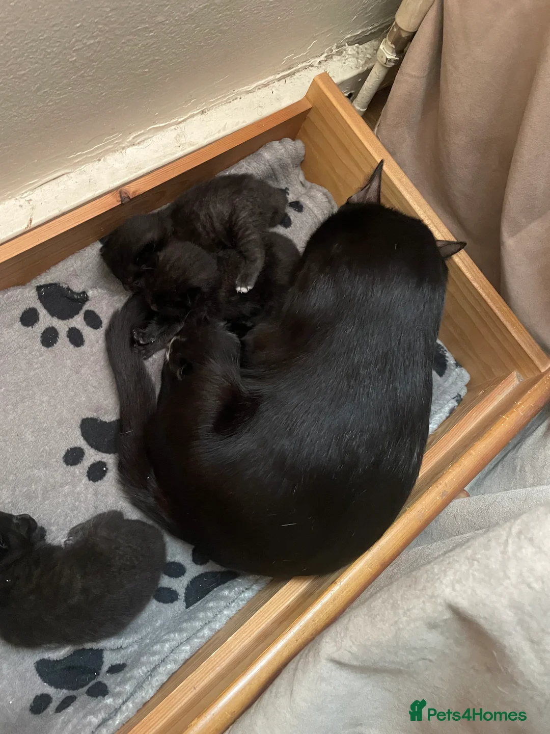 Mixed Breed cats for sale: Tess01 Sooty in Oldbury - Advert 2