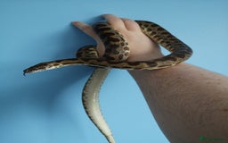 Python Snake reptiles for sale: 2018 Cape York Spotted Python - Proven Male - Image 3