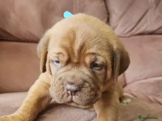Dogue De Bordeaux dogs 1 FEMALE DOGUE DE BORDEAUX 🐶 - Advert 5