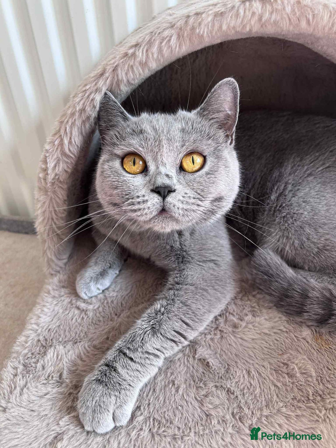 British Shorthair cats for sale: Beautiful BSH blue female cat  - Advert 1