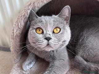 British Shorthair cats Beautiful BSH blue female cat - Advert 2