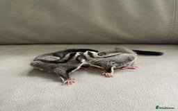 Sugar Glider rodents for sale: Male and Female Sugar Glider Siblings - Image 2