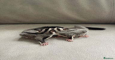 Sugar Glider rodents - Advert 11