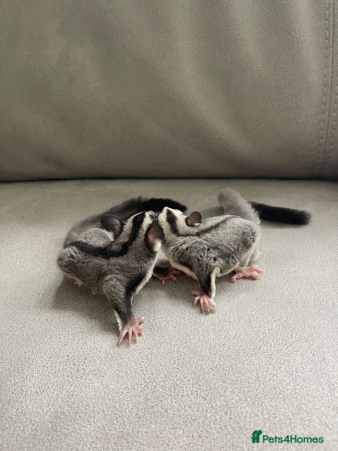 Sugar Glider rodents for sale: Male and Female Sugar Glider Siblings - Image 2