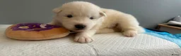 Samoyed dogs for sale: 5 stunning Samoyed in Warrington - Advert 6